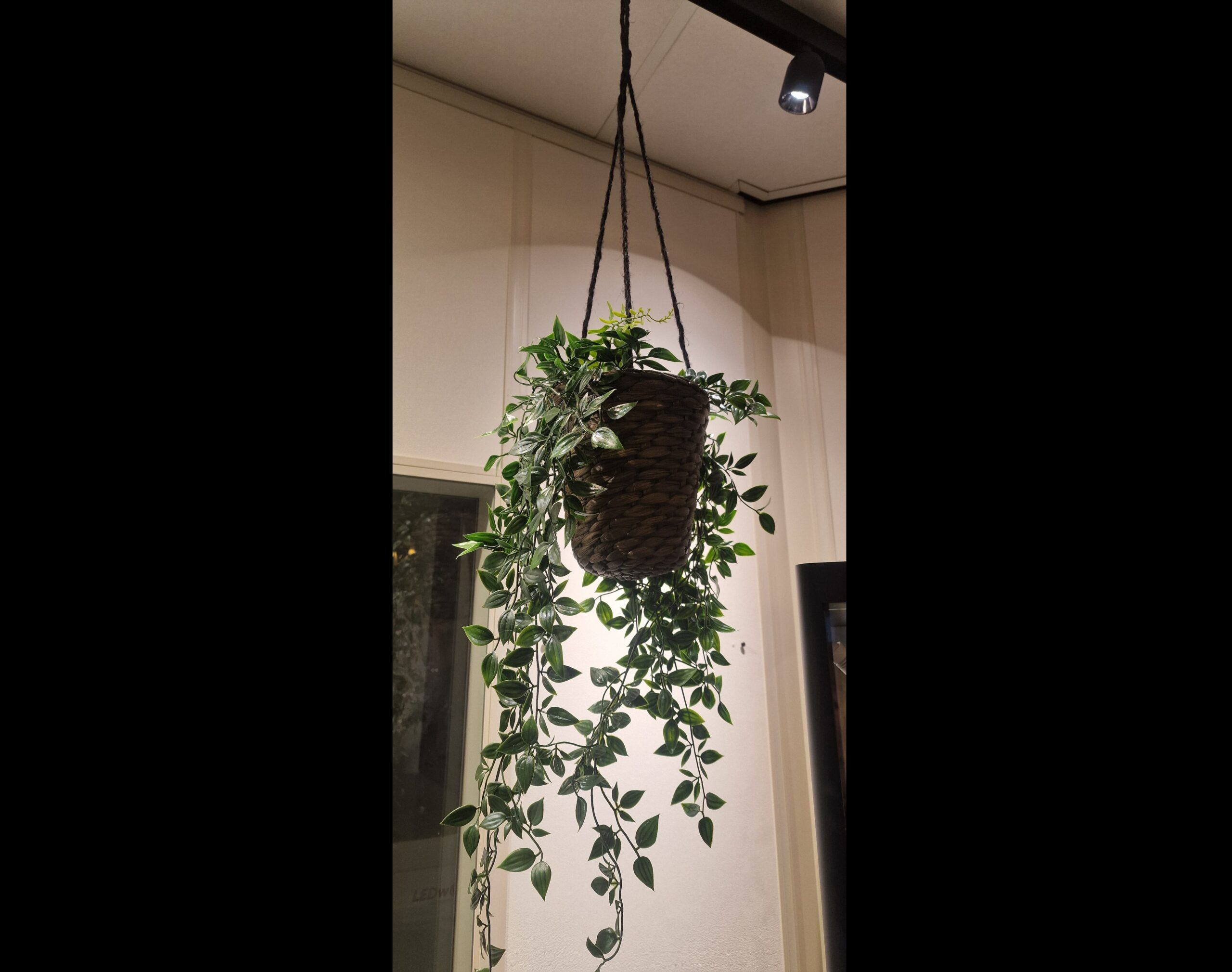 MAGNET Hang Plant